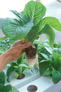 Bertanam Sayuran iHidroponiki Taruna Tani Kutaliman Mandiri