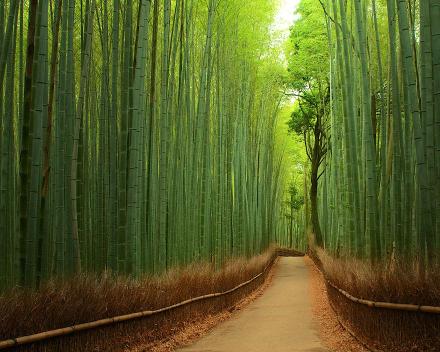 Hutan Bambu Jepang