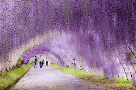 Terowongan Bunga Wisteria Jepang