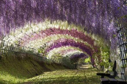 Terowongan Bunga Wisteria, Jepang