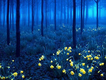 Hutan Hitam, Jerman