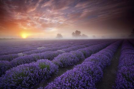 Lapangan Lavender di Inggris dan Perancis